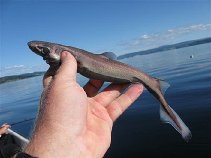 Fascinating facts about sharks, Man holding dwarf lantern shark in one hand