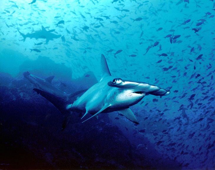 Fascinating facts about sharks, Hammerhead shark swimming beside a school of fish