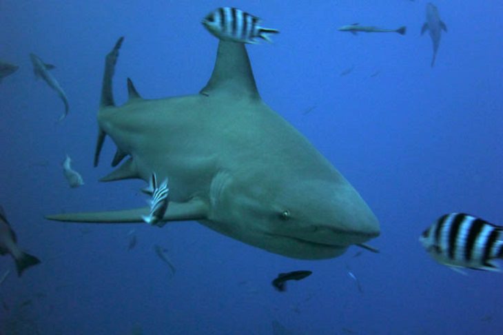 Fascinating facts about sharks, Bull shark swimming with striped fish
