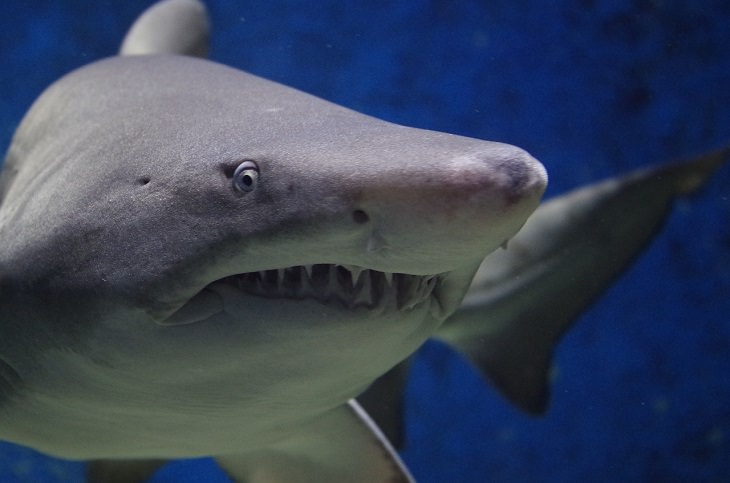 Fascinating facts about sharks, Close-up of shark and its serrated teeth