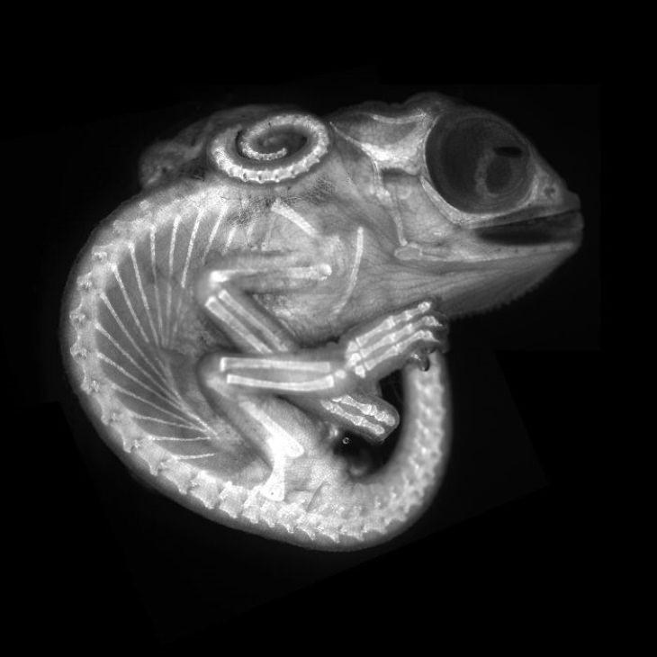 2020 Nikon Small World Contest Chameleon embryo (autofluorescence) by Dr. Allan Carrillo-Baltodano and David Salamanca