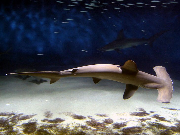 Fascinating facts about sharks, Hammerhead shark swimming with its back facing the camera