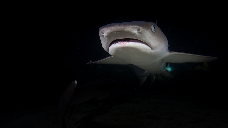 Fascinating facts about sharks, Shark swimming in the dark