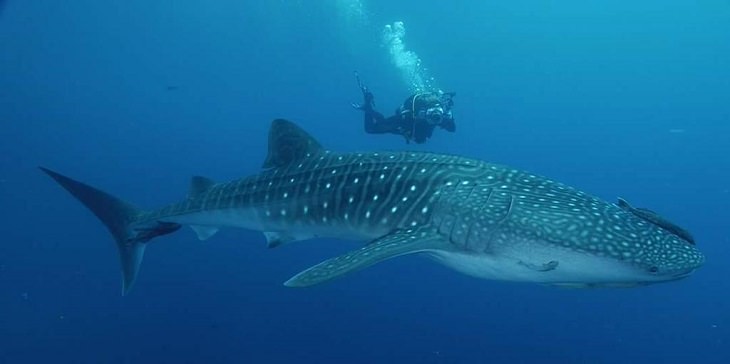 Fascinating facts about sharks, Scuba diver swimming beside a whale shark