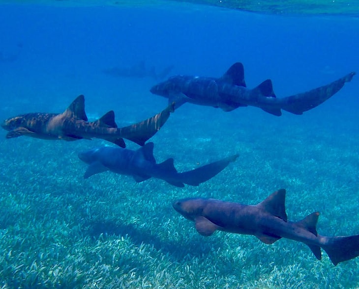 Fascinating facts about sharks, Four gray nurse sharks swimming together
