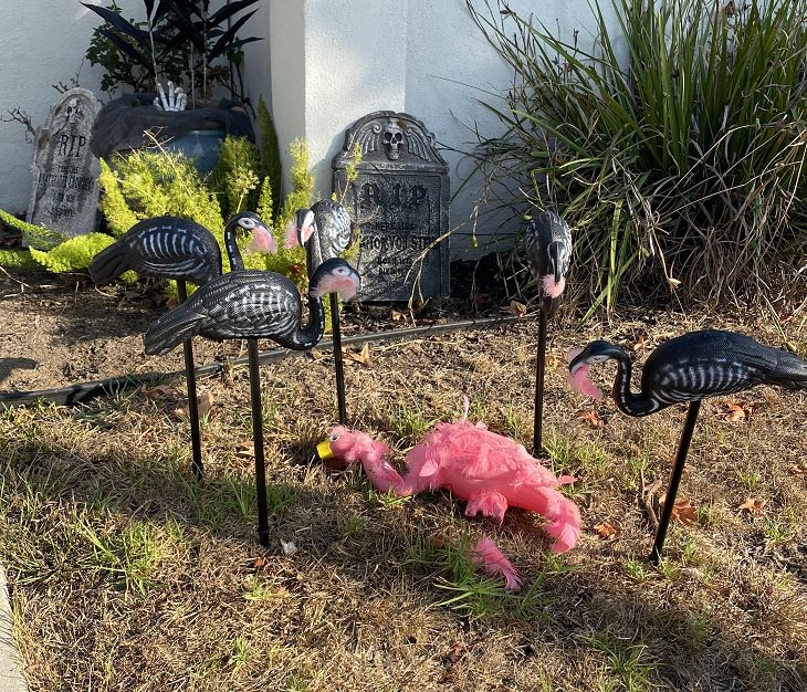 Creative and spooky halloween decorations from 2020, Black plastic flamingos surround a pink one on the ground