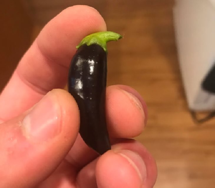 Fruits and vegetables of various big and small sizes, Tiny black jalapeno