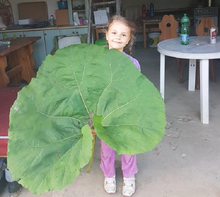 Fruits and vegetables of various big and small sizes, Small girl holding giant burdock leaf