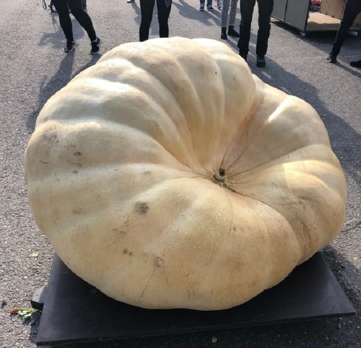 Fruits and vegetables of various big and small sizes, Gigantic winter squash pumpkin on weighing machine