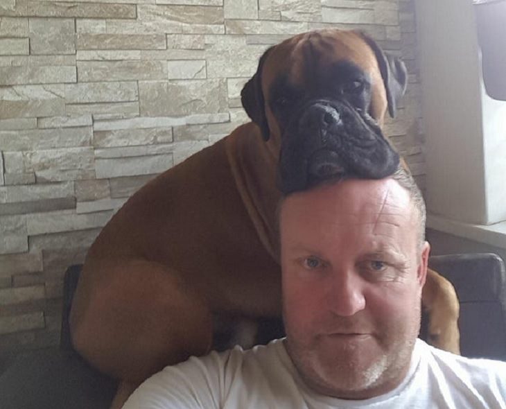 Clever and funny dads that win at parenting, Man in white t-shirt with mastiff dog’s face resting on his head.
