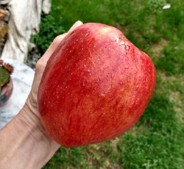 Fruits and vegetables of various big and small sizes, Giant apple