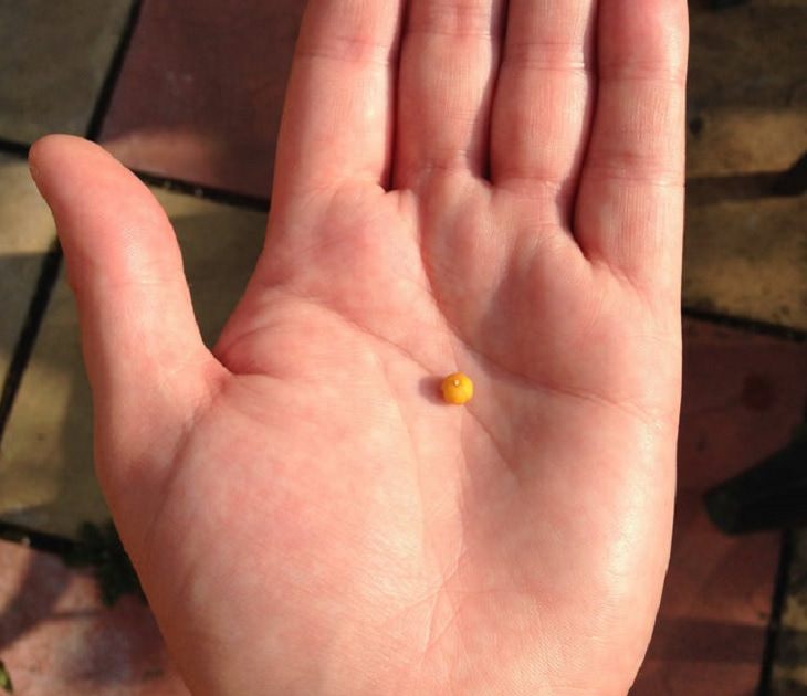 Fruits and vegetables of various big and small sizes, Small dot-sized orange held in palm