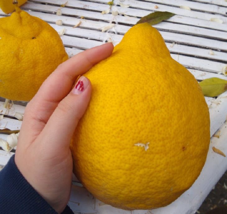 Fruits and vegetables of various big and small sizes, Gigantic lemon