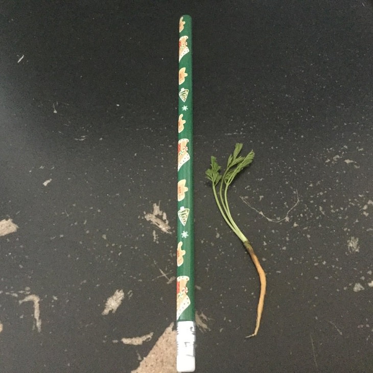 Fruits and vegetables of various big and small sizes, Tiny carrot next to pencil for scale