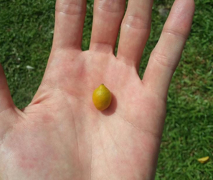 Fruits and vegetables of various big and small sizes, Tiny lemon in flat palm