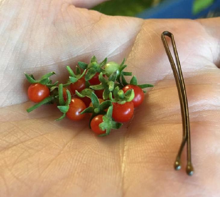 Fruits and vegetables of various big and small sizes, Small cherry tomatoes with bobby pin for scale