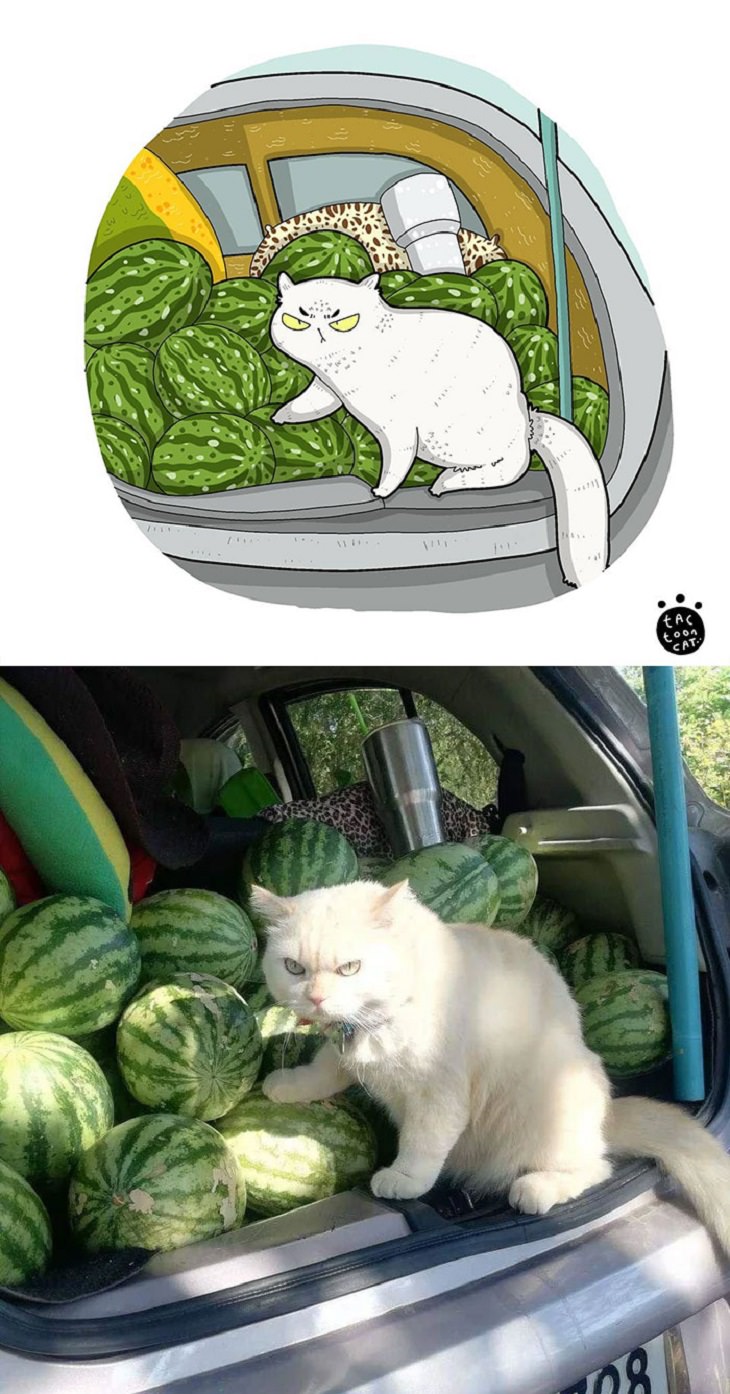 Cartoons of famous funny internet cats by Indonesian artist Tactooncat, Illustration and picture of a white cat sitting on top of a pile of watermelons
