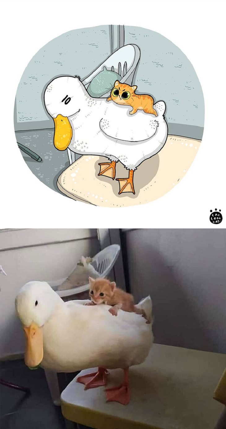 Cartoons of famous funny internet cats by Indonesian artist Tactooncat, Illustration and picture of a kitten climbing on a duck