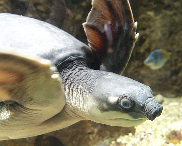 Quick facts on strange and weird looking wild animals, Pig-nosed turtle