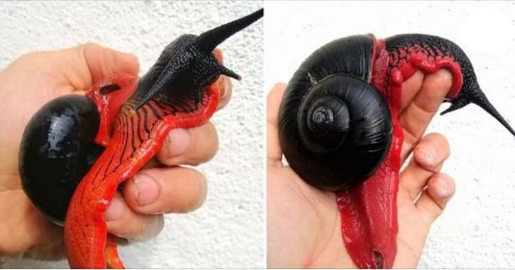 Quick facts on strange and weird looking wild animals, Fire Snail