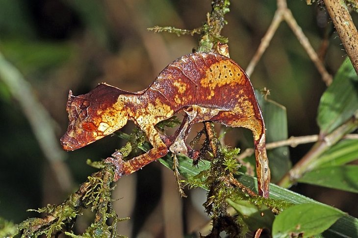 Quick facts on strange and weird looking wild animals, Satanic leaf-tailed gecko