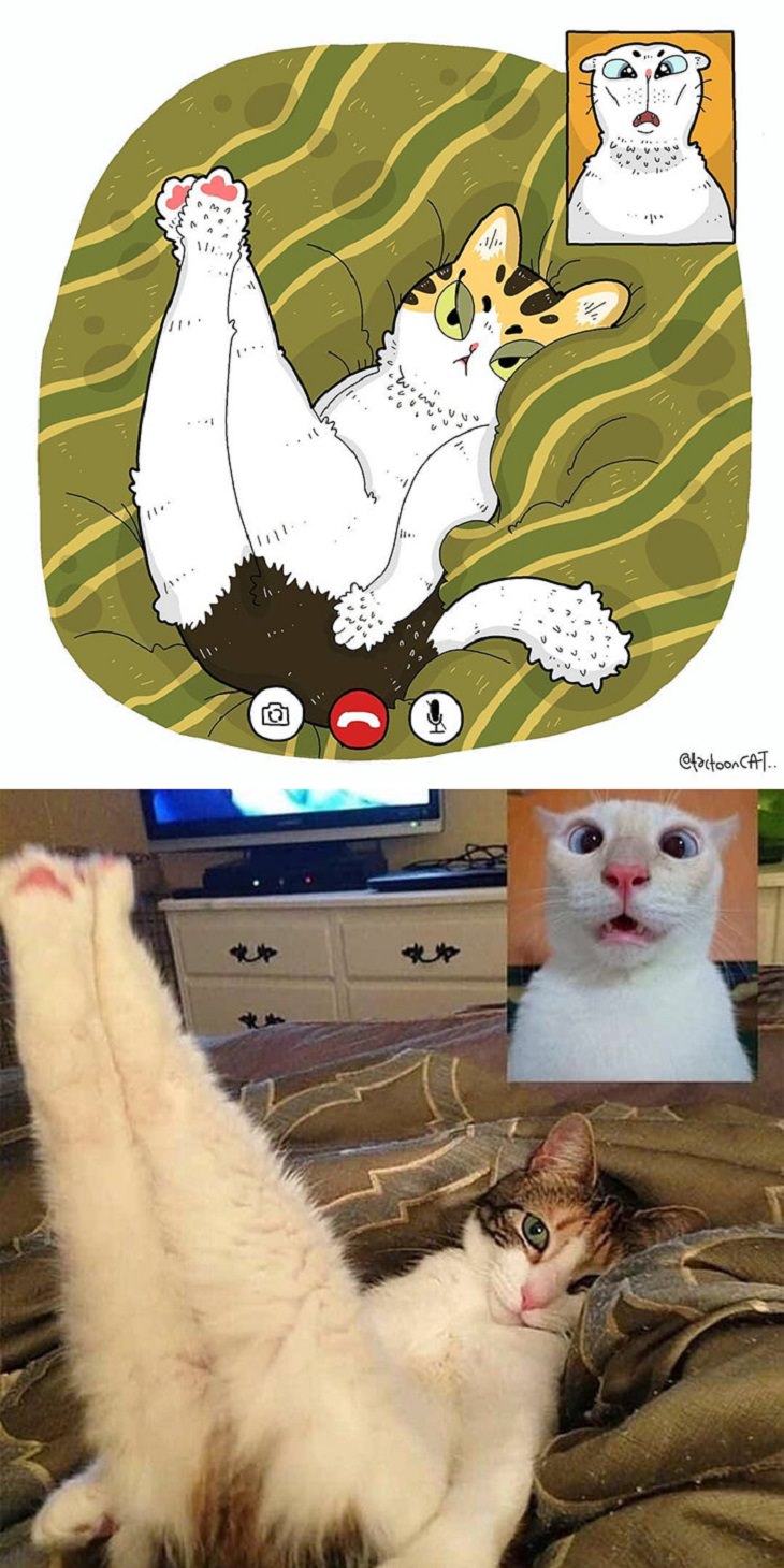 Cartoons of famous funny internet cats by Indonesian artist Tactooncat, Illustration and picture of a white cat with her legs up and another cat on video call