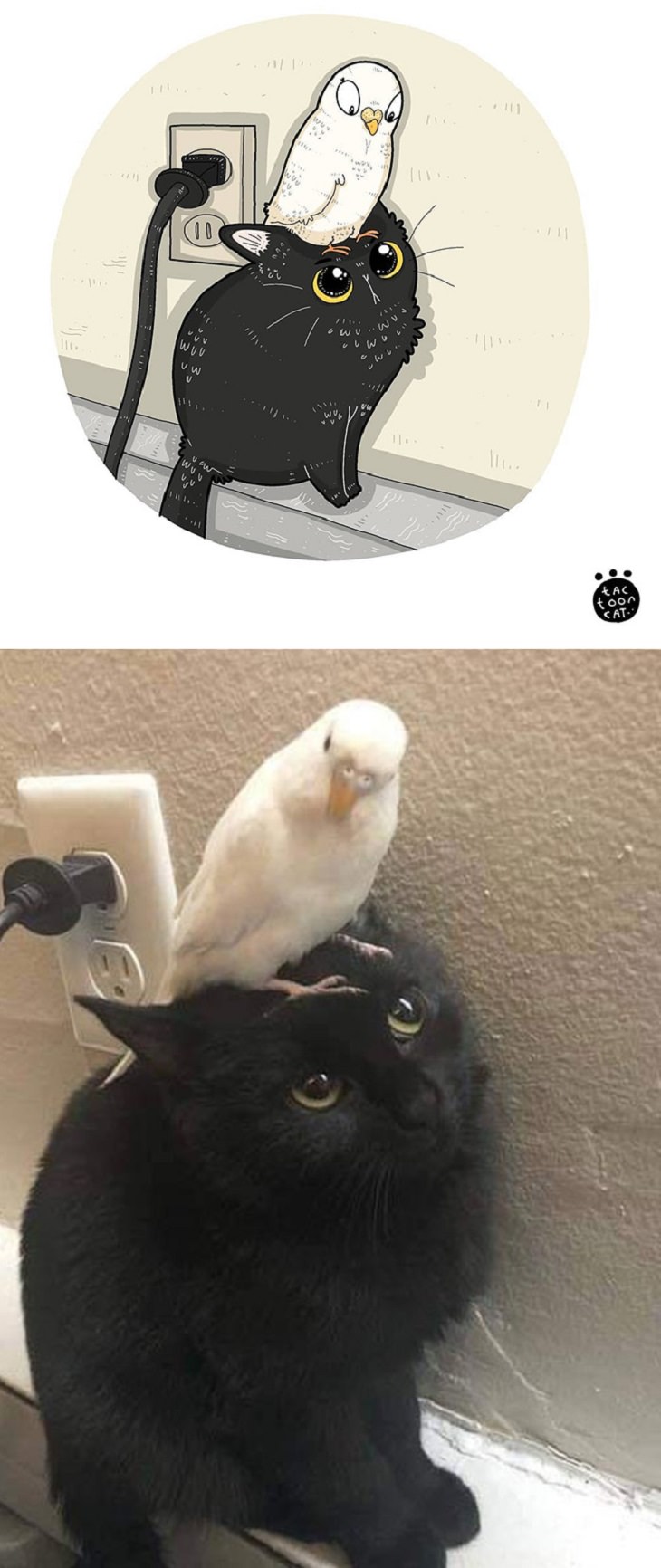 Cartoons of famous funny internet cats by Indonesian artist Tactooncat, Illustration and picture of a black cat with a white bird on its head