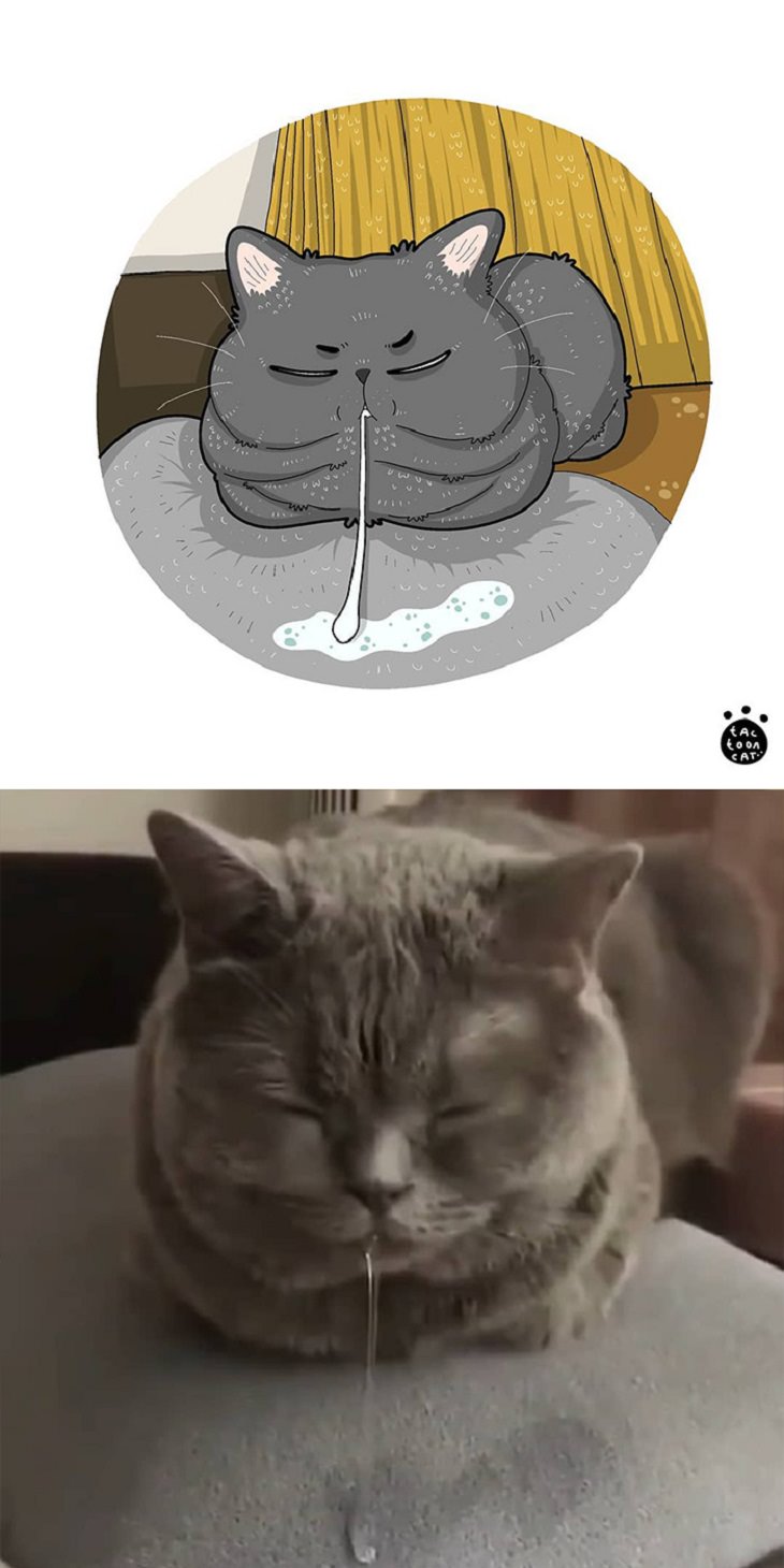 Cartoons of famous funny internet cats by Indonesian artist Tactooncat, Illustration and picture of a cat drooling