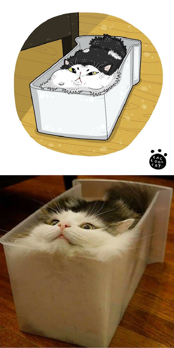 Cartoons of famous funny internet cats by Indonesian artist Tactooncat, Illustration and picture of a Black and white cat wedged into a box