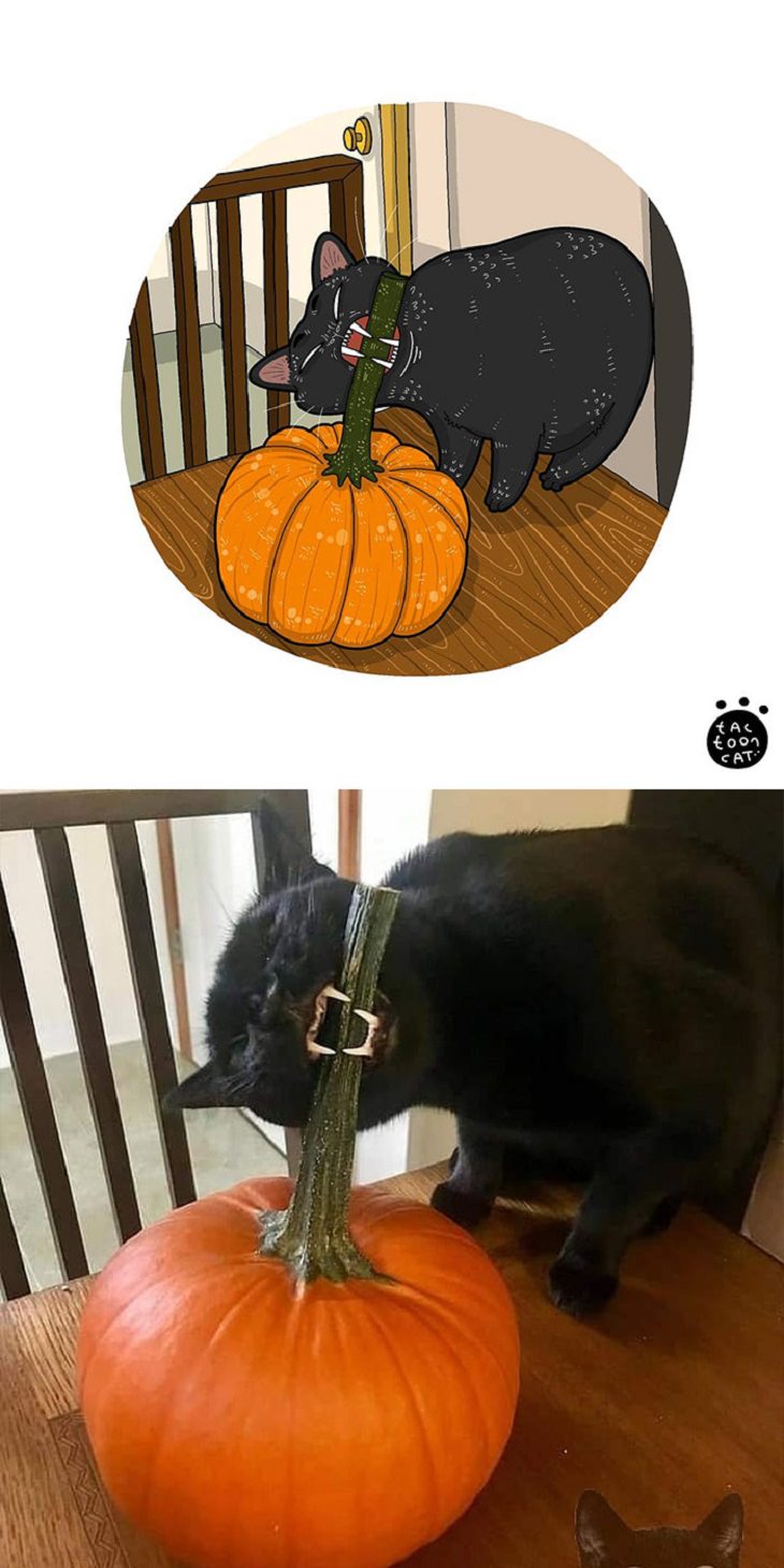 Cartoons of famous funny internet cats by Indonesian artist Tactooncat, Illustration and picture of a black cat biting on a long stem of a pumpkin
