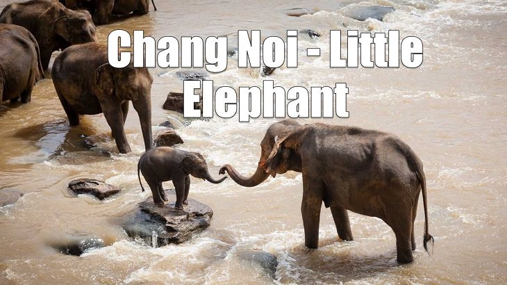 Weird yet cute terms of endearment and pet names for loved ones in different foreign languages, Thai, Chang Noi - Little Elephant