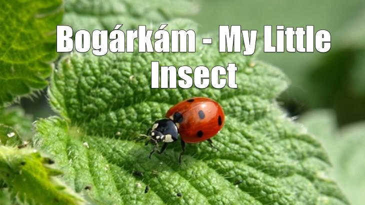 Weird yet cute terms of endearment and pet names for loved ones in different foreign languages, Hungarian, Bogárkám - My Little Insect