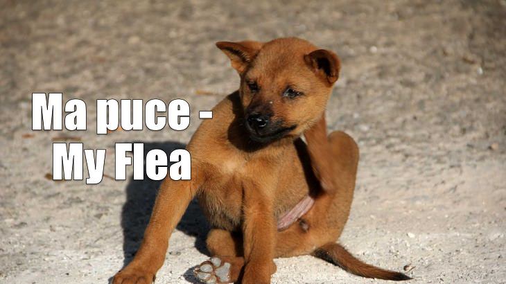 Weird yet cute terms of endearment and pet names for loved ones in different foreign languages, French, Ma puce - My Flea