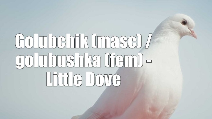Weird yet cute terms of endearment and pet names for loved ones in different foreign languages, Russian, Golubchik (masc) / golubushka (fem) - Little Dove