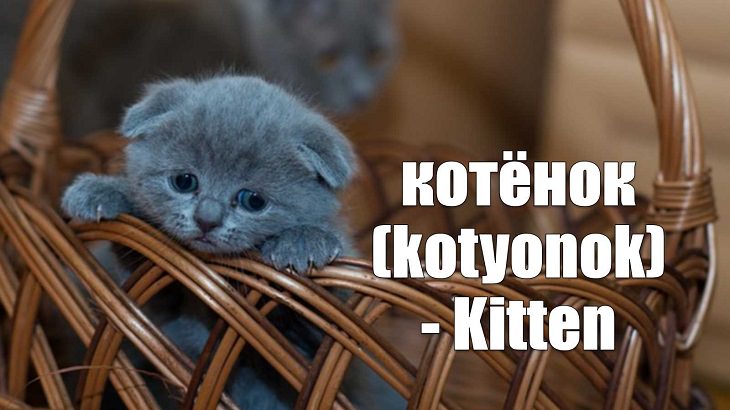 Weird yet cute terms of endearment and pet names for loved ones in different foreign languages, Russian, котёнок (kotyonok) - Kitten