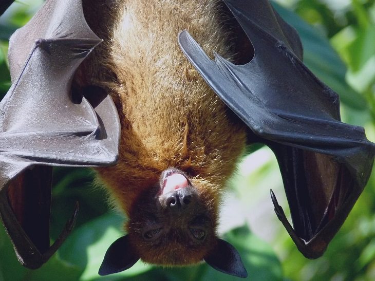 Oldest living animals and species that have lived on this planet longer than man, Bats - 52 million years