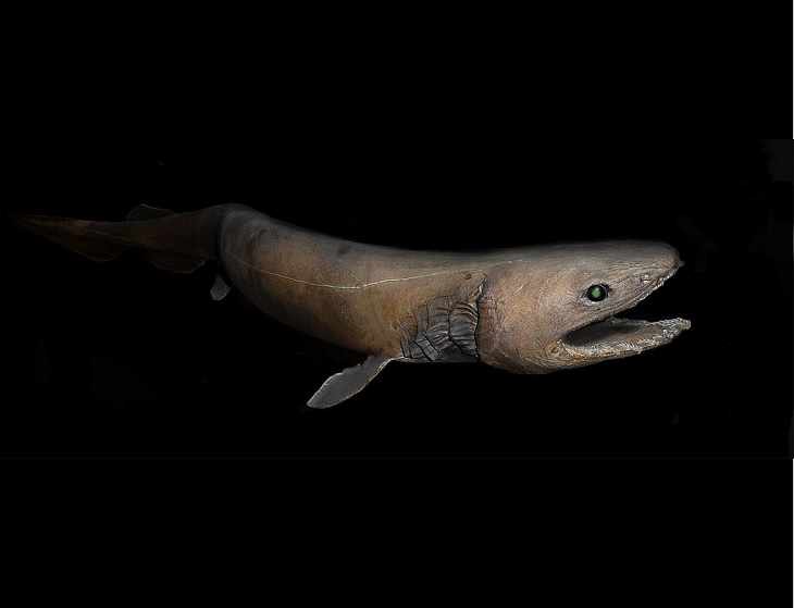 Oldest living animals and species that have lived on this planet longer than man, Frilled Shark - 150 million years