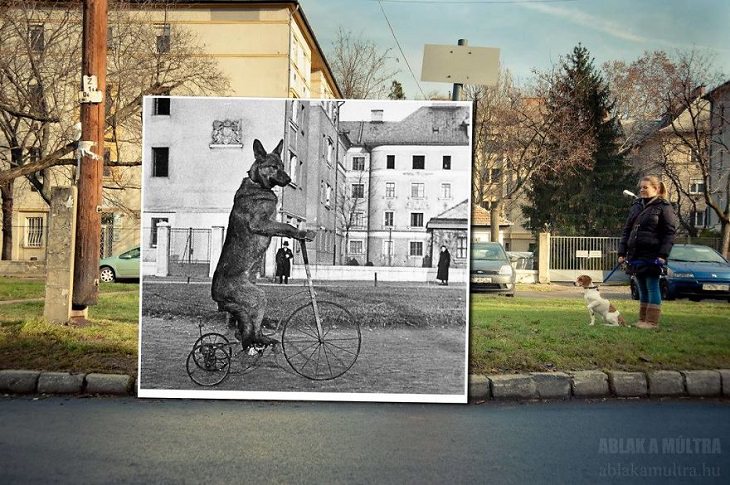 Photo Series titled “Ablak a múltra”, or “Window to the Past” by Hungarian Photographer Zoltán Kerényi, displaying from archived photographs of 20th century Budapest in the same location in the 21st century, dog on a cycle, On Raktár Street, 1938 - 2014
