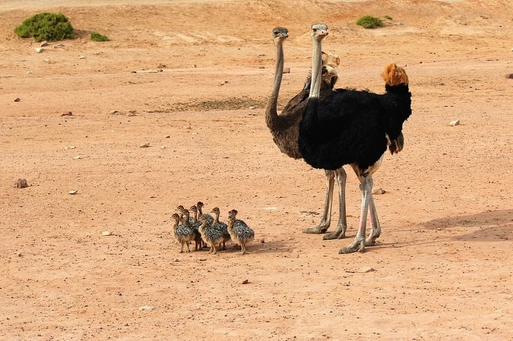 Oldest living animals and species that have lived on this planet longer than man, Ostrich - 40 million years