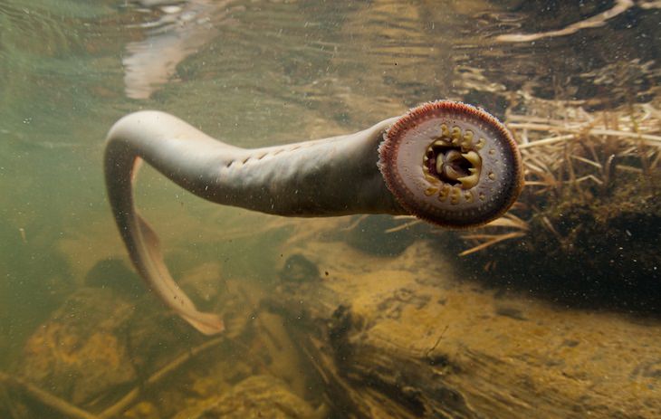 Oldest living animals and species that have lived on this planet longer than man, Lamprey - 360 million years