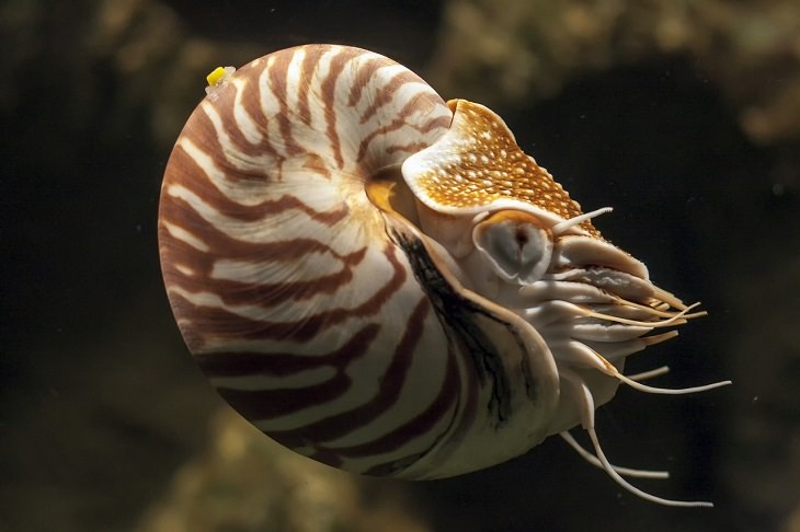 Oldest living animals and species that have lived on this planet longer than man, Nautilus - 500 million years