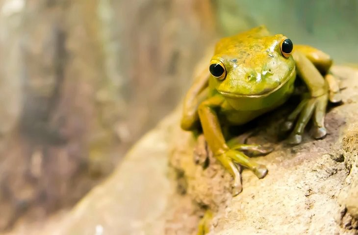 Oldest living animals and species that have lived on this planet longer than man, Frogs - 190 Million years