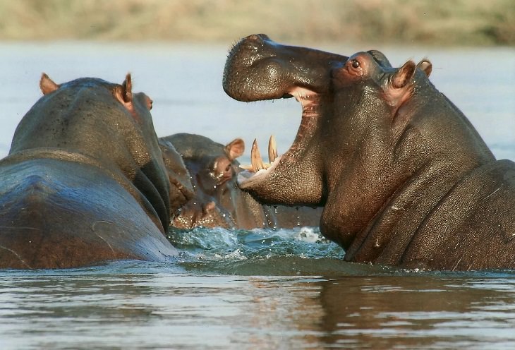 Oldest living animals and species that have lived on this planet longer than man, Hippopotamus - 16 million years