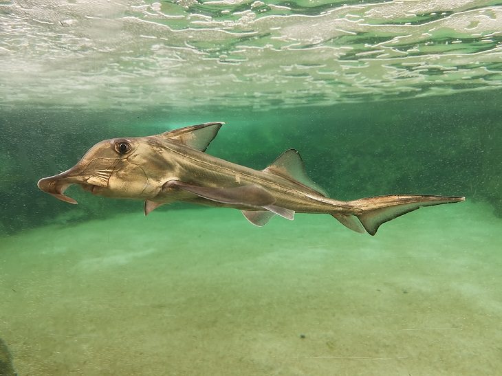 Oldest living animals and species that have lived on this planet longer than man, Elephant Shark - 400 million years