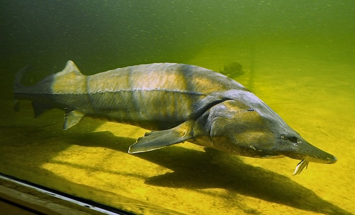 Oldest living animals and species that have lived on this planet longer than man, Sturgeons - 200 million years