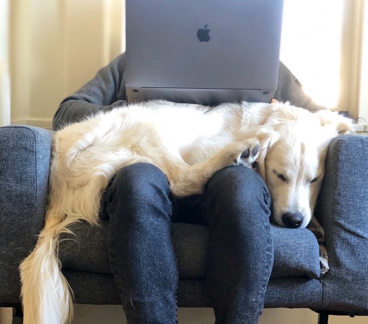 Funny improvised and makeshift work from home (wfh) workspaces and workstations, fluffy dog in lap used as laptop desk