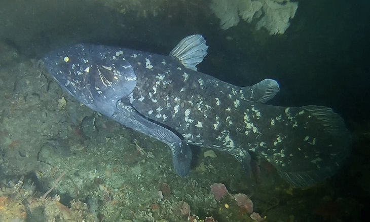 Oldest living animals and species that have lived on this planet longer than man, Coelacanth - 400 million years