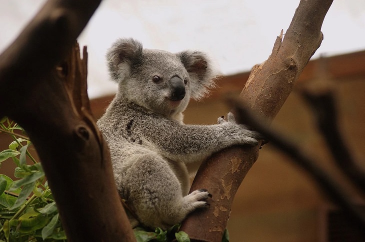 Oldest living animals and species that have lived on this planet longer than man, Koalas - 30 million years