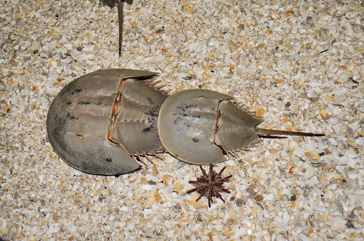 Oldest living animals and species that have lived on this planet longer than man, Horseshoe crabs - 450 million years