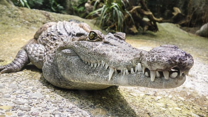 Oldest living animals and species that have lived on this planet longer than man, Alligators and Crocodiles - 80 million years